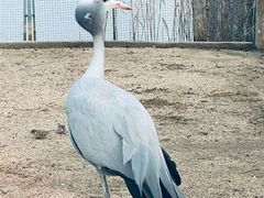 -盐城丹顶鹤湿地生态旅游区