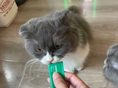 -喵的天空名猫咖啡馆·撸猫·猫舍·用品