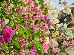 -深圳国际园林花卉博览园