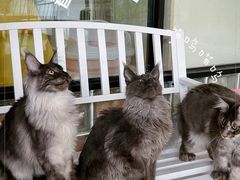 -十年猫舍·猫咪专门店(普陀店)