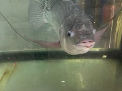 -大岗仙庙烧鸡(花东店)