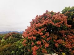 -广州市石门国家森林公园