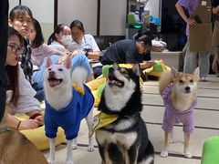 -逗柴咖啡屋·狗咖猫咖宠物桌游
