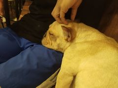 -柯斗斗主题餐厅·狗咖·围炉煮茶·茶饮(国瑞升平里店)