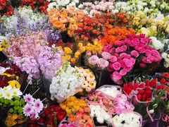 -宝鸡东道花鸟鱼虫市场(吉利花园商场店)
