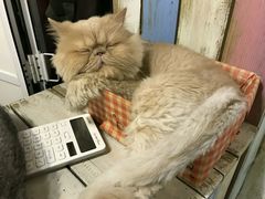 -小时光咖啡馆(开森度假森林店)