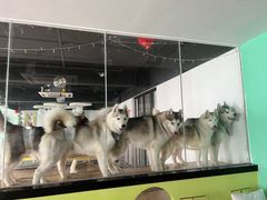 -Husky Go! 哈士奇体验馆·宠物咖啡厅狗咖