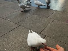 -中粮·祥云小镇