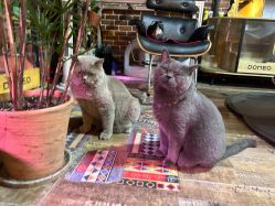 -青木造型HAIR·あおき髪を刈る潮人店