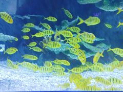 -欢乐海岸海洋奇梦馆
