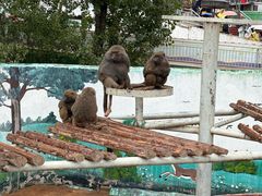 -西霞口神雕山野生动物世界