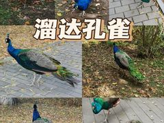 -沈阳鸟岛