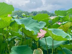 -飞来湖湿地公园