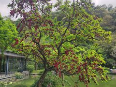 -云溪植物园
