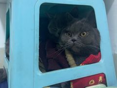 -lincat·猫舍(广州店)