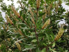 -桤木河湿地公园