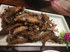 -四季春