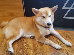 -柴务处·柴犬主题狗咖