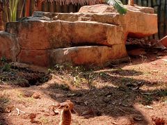 -深圳野生动物园