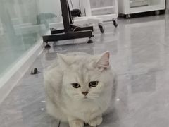 -爱洗澡的猫(望京店)