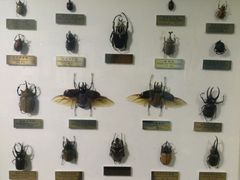 android_upload_pic-上海昆虫博物馆