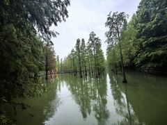 -泗洪洪泽湖湿地景区