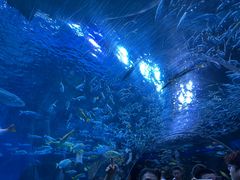 -海合安成都极地海洋公园