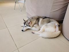 -怪兽屋·羊驼·猫咖·狗咖(俊华广场店)