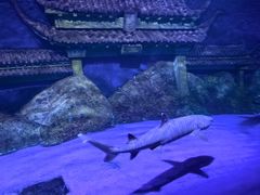 -秦皇岛新澳海底世界