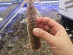 -盒马X会员店(上海森兰商都店)