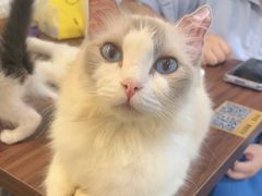-楼上猫咖(罗湖店)