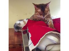 -猫色咖啡·猫咖