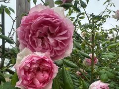 -祥源·阜阳生态乐园