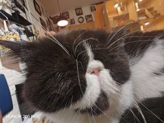 -平行世界·猫咖(首经贸店)