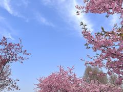 -上海辰山植物园