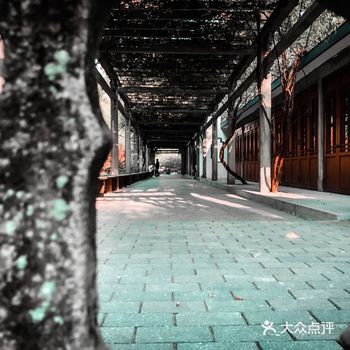 『杭州花圃随手拍』手机皂片 电影感的橙青色调调色