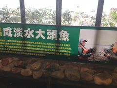 -一煲鸽