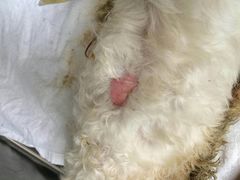 博雅动物医院-纳吉亚猫专科动物医院博雅分院