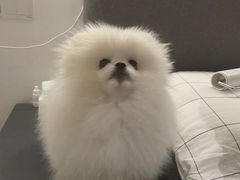 -comecome来吧宠物(奥克斯中心店)