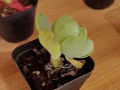 -海底捞火锅(泰安爱琴海店)