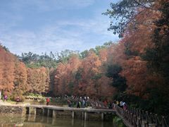 -深圳仙湖植物园-停车场
