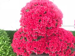 -上海鲜花港
