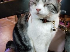 猫-李小姐の猫咖啡馆(五角场店)