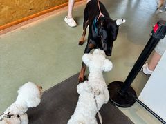 -爪吧宠物乐园 (温榆河示范区店)