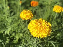 -可可托海景区