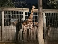 -清迈夜间动物园