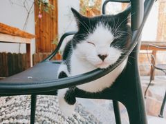 -喵屿·大理花园猫咖