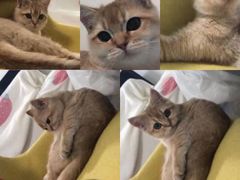 -猫大福·Fortune Cat猫舍(百子湾店)