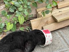 -知亘茶食