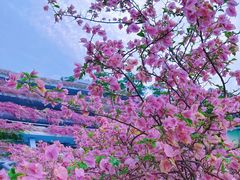 -深圳市中科院仙湖植物园